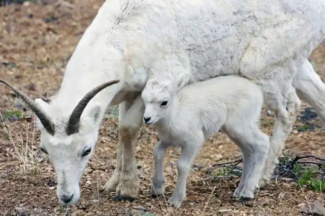 羔羊育肥羊母羊种公羊全套免疫程序