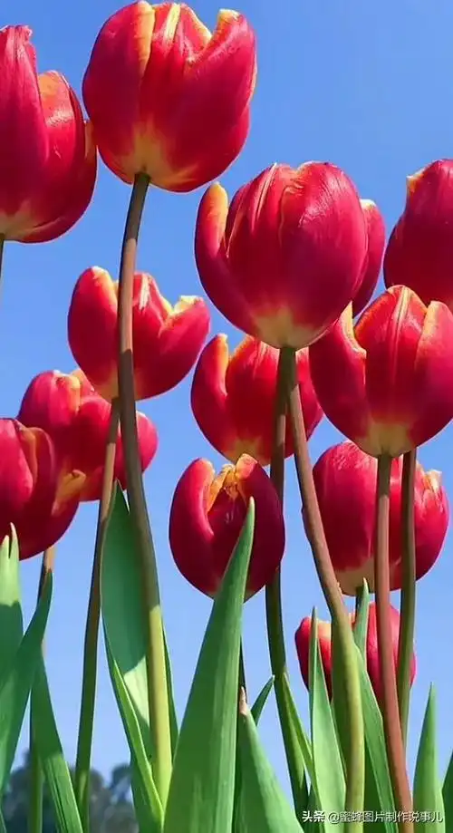 爱像蓝天白云的经典唯美句子短信