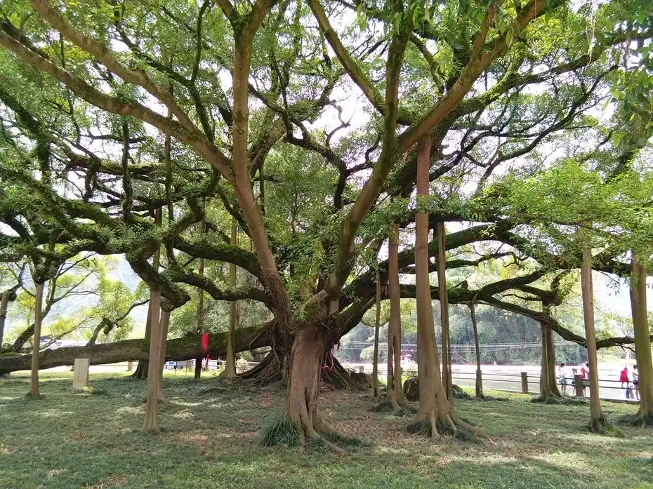 阳朔十里画廊风景如画,你欣赏过吗? 大榕树景区的大榕树.