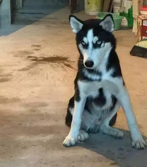 哈士奇回到村里变成"村霸"!一只狗狗搅得全村鸡犬不宁!