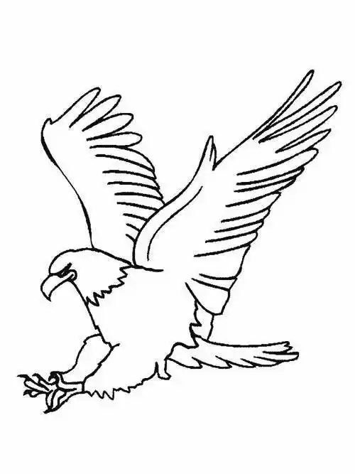 鹰的简笔画鹰的简笔画展翅高飞