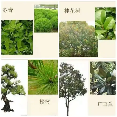 静谧初冬 落叶纷飞—平邑兴蒙学校幼儿园中二班周记之落叶篇