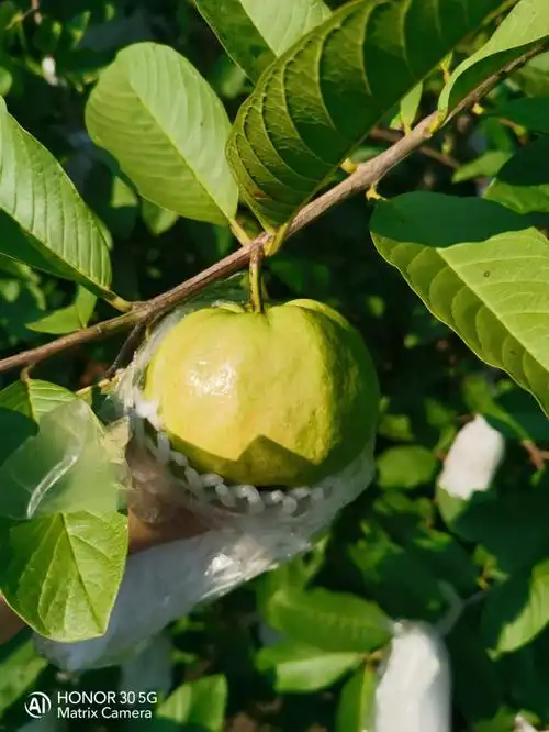 甜甜的番石榴芭乐35块10斤