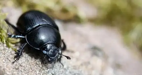 生物防治:"屎壳郎"也有特种兵,当年澳洲粪灾战役一战成名