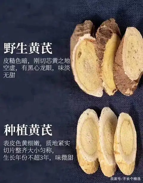 多年生野生黄芪和种植黄芪的外观与口感的区别