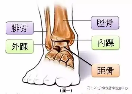 为什么脚踝易内翻而不是外翻