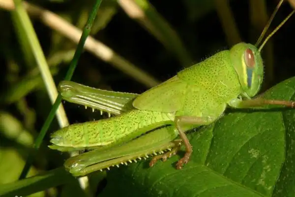 蝈蝈和蚂蚱有啥区别?