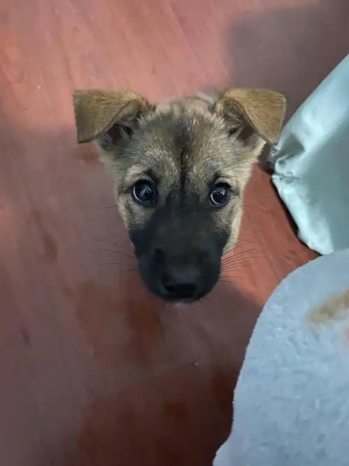 领养黑嘴小土狗希望有个家