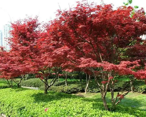 美国红点红枫扦插苗,金枫绿化,美国红点红枫