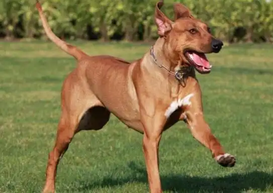 世界十大最好的狩猎犬,俄罗斯猎狼犬,阿富汗猎犬狩猎能力都很好