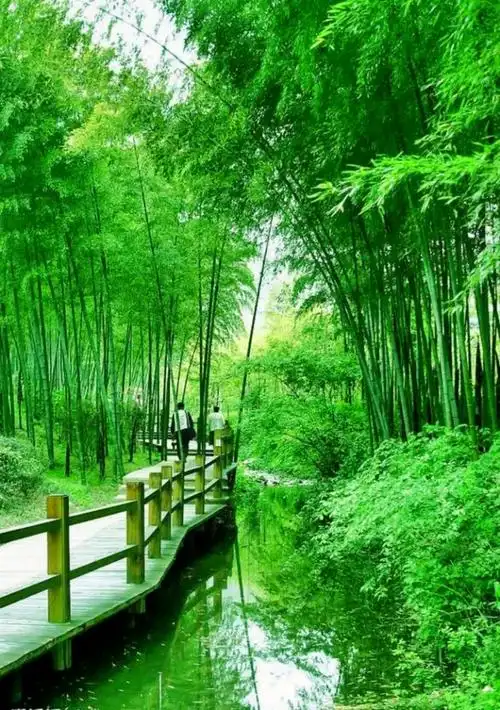 大山深处自然美山清水秀好风光 #竹林 #风景 - 抖音