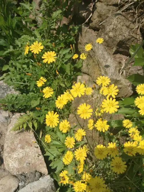 路边的小野花,绚烂了整个初夏