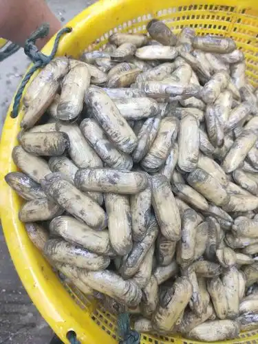 哆头蛏喜欢的朋友看过来!