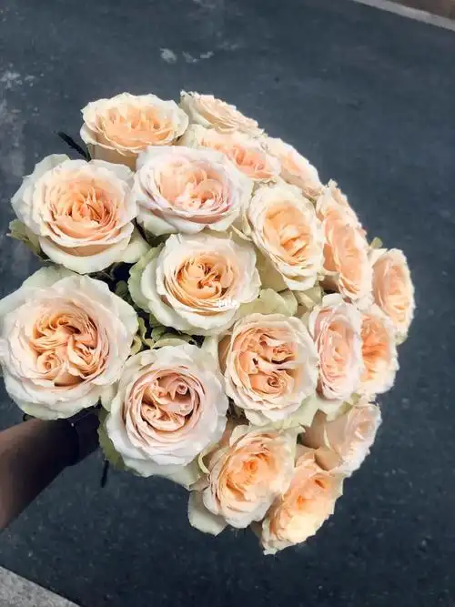 焦糖布丁玫瑰拾季