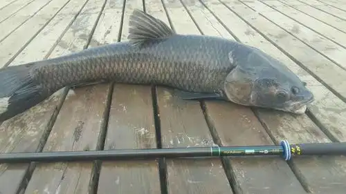 最大的野生青鱼究竟有多大长到100斤需要多少年呢