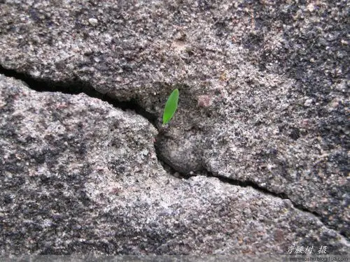 顽强的生命 - 弯腰树 - wanyaoshu的博客