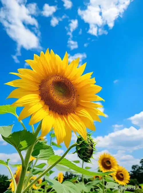 向日葵的绽放,正如即将高考的莘莘学子,满怀希望,迎向阳光,一举夺魁!
