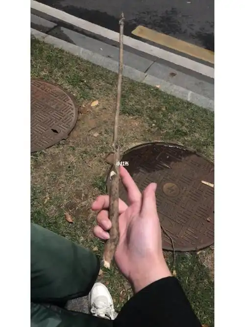 捡了一根棍子