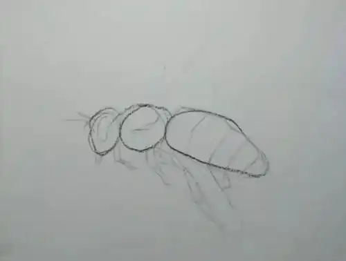 素描蜜蜂如何刻画?名师这5个步骤教你,让你分分钟学会