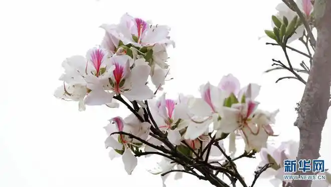 云南施甸美味的白露花已开