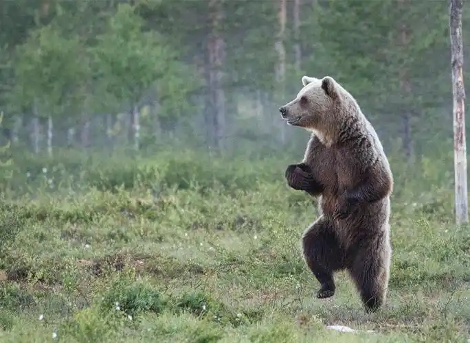 抓拍那些罕见的搞笑动物瞬间