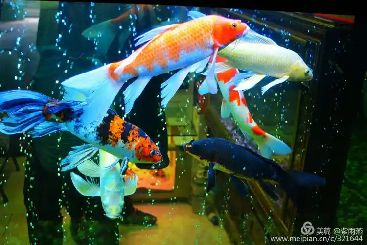 锦鲤迎春呈瑞祥【闲聊出品】