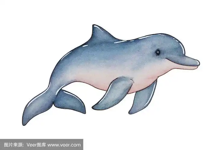 手绘水彩海豚插图.正航海水下特性