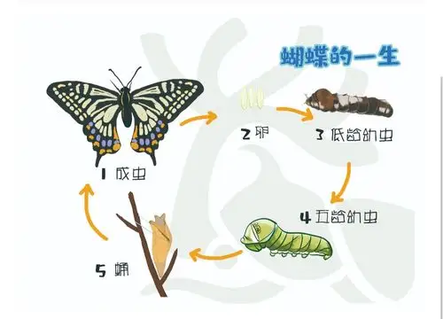 蝴蝶养成日记~带你走进蝴蝶的翩翩世界