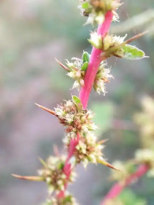 变态的苋叶——那些有叶刺的苋