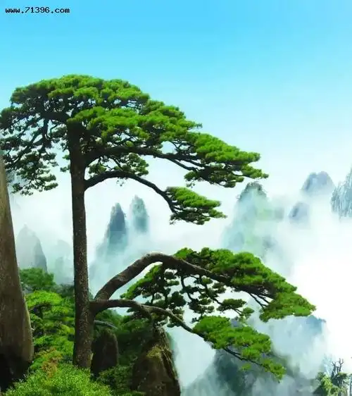 有没有一些很漂亮的适合做头像或背景的图片分享