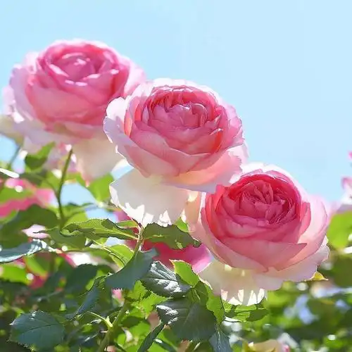 中老年头像大全女人微信头像花朵唯美图片