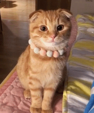 猫咪喵星人搞笑可爱gif动图_动态图_表情包下载_soogif