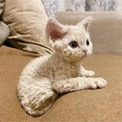 德文卷毛猫