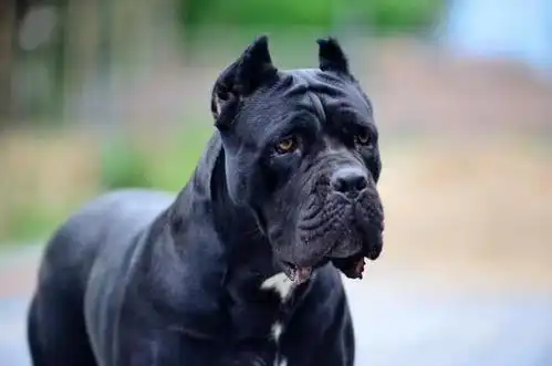 世界最强护卫犬,个个都是猛将,你最喜欢谁?