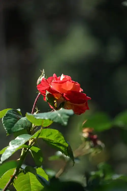 西班牙人培育的月季花叫金背大红