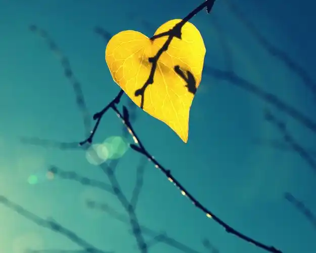 植物,爱心,树叶,蓝天下的爱心树叶壁纸