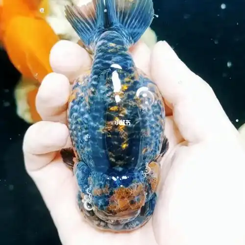 观赏鱼  #新手养鱼  #金鱼  #潘氏金鱼  #兰寿