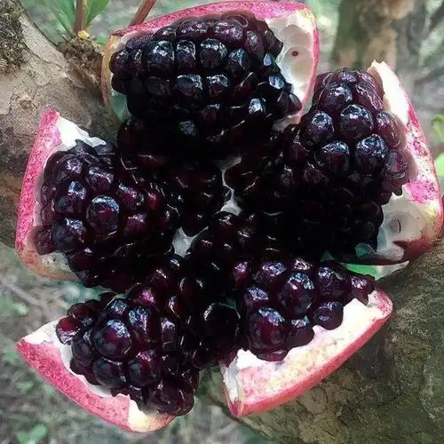 黑籽石榴树苗黑籽软籽甜石榴新品种基地直供品质保证