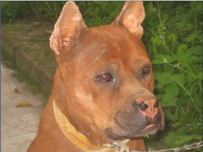 p>山狗又称川东犬,川东猎犬,邻水狗,竹狗,足狗,撵山狗,赶山狗,阴山狗