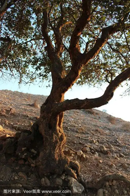 以色列加利利安息香树干