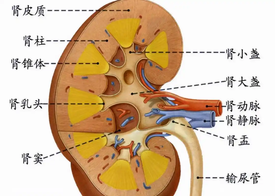 患有肾脏疾病,为什么要注意高钾血症?一文说清楚