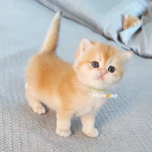 四个金豆豆12色金渐层弟弟妹妹找家找领养