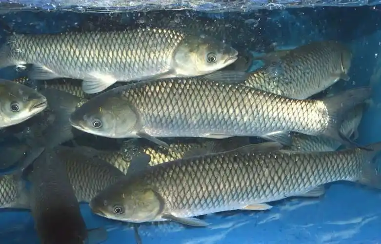 为什么草鱼被称为混子草鱼在鱼缸你养不活吗