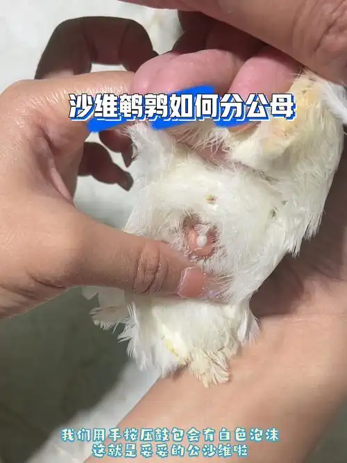 沙维鹌鹑分公母教程黄沙维,白沙维分公母