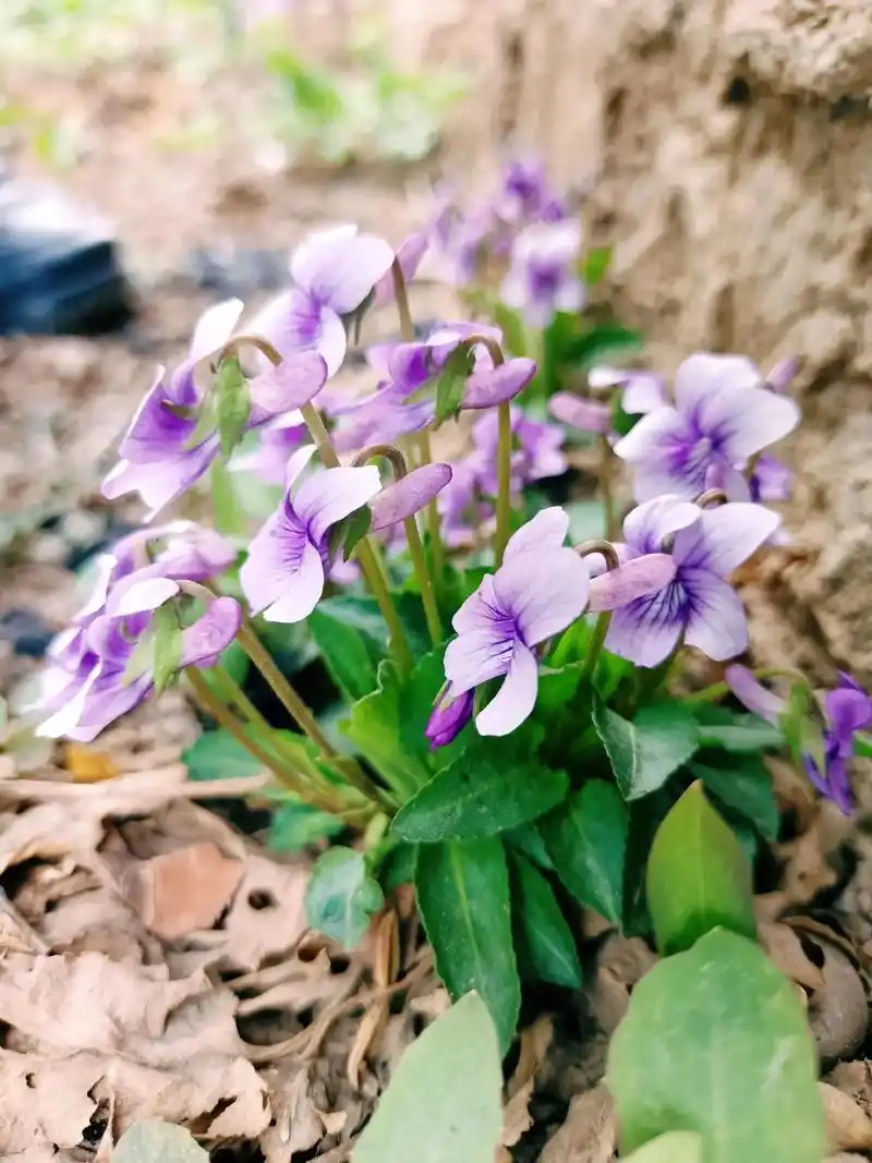 花团锦簇的紫花地丁,也是春天一道美丽的风景!#春已至花已开愿 - 抖音