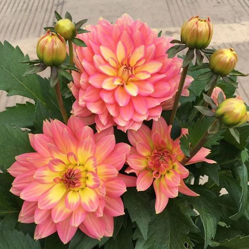 重瓣巨型大丽花盆栽带花苞四季开花阳台庭院好养活多年生小丽花苗