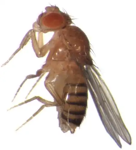 drosophila melanogaster