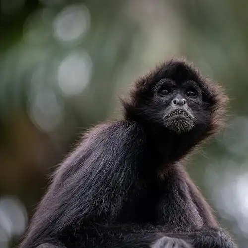 blackspidermonkey图片