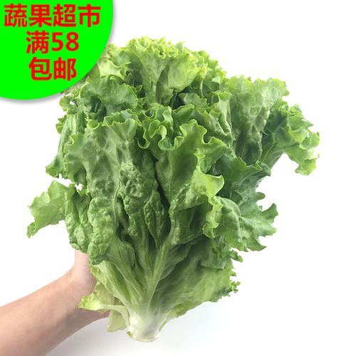 生菜新鲜罗莎绿生500克任搭5份包邮绿萝莎散叶其它