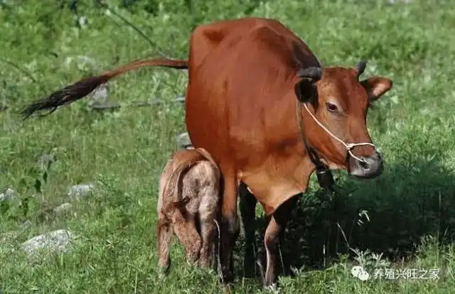 牛尾巴出现这几种情况,说明牛病了!